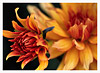 Dahlias